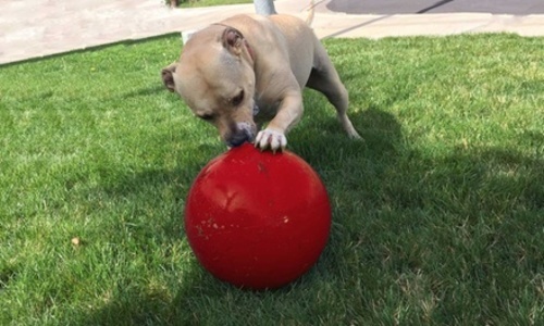 durable dog ball